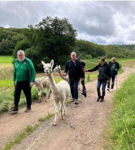 Auf einem Wanderweg vor einem Waldstück sind 5 Personen, die Alpakas führen.